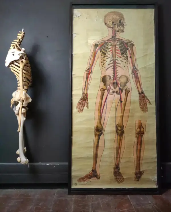 Large Framed Anatomy Poster