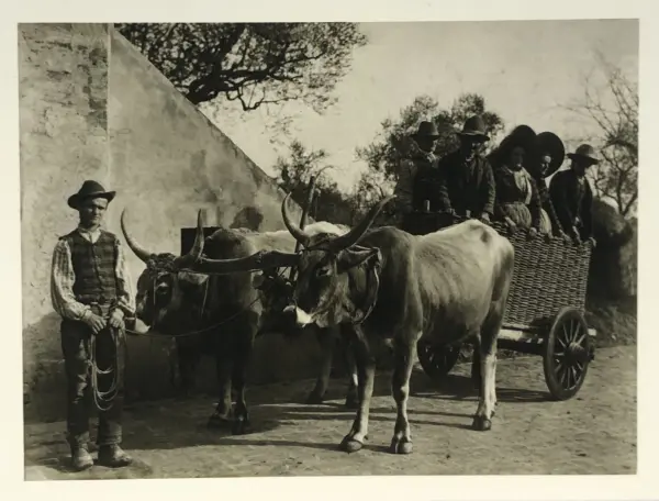 Reproduction Print – Large Scale Black & White Historical Photo of Oxen