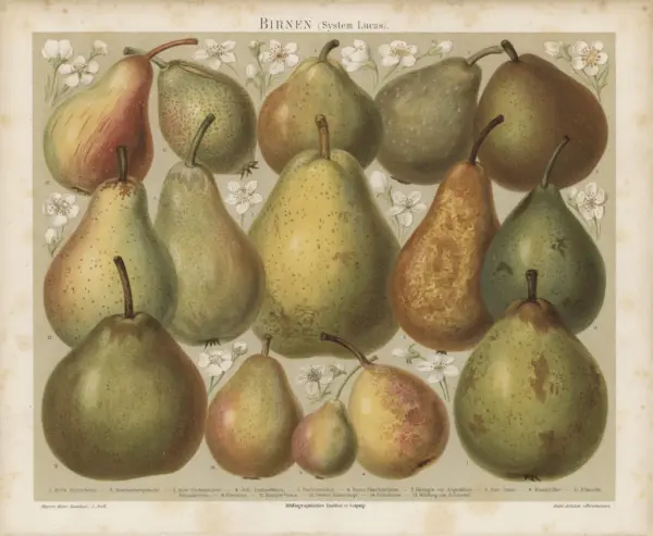 Reproduction Print – Framed Stubenvogel Botanical Lithograph of Pears