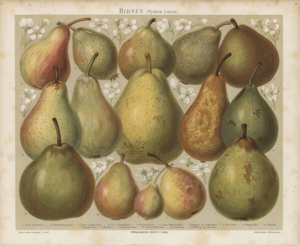 Reproduction Print – Framed Stubenvogel Botanical Lithograph of Pears