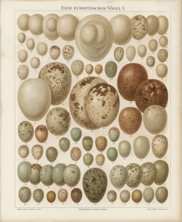 Reproduction Print – Framed Stubenvogel Botanical Lithograph of Eggs