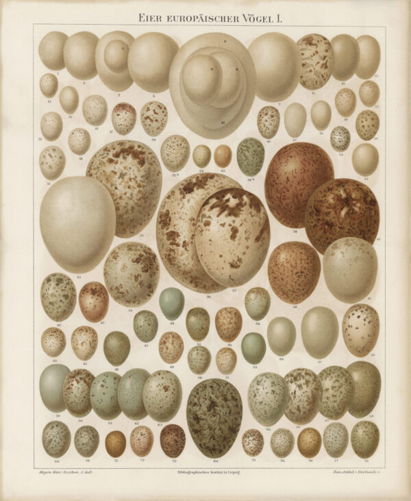 Reproduction Print – Framed Stubenvogel Botanical Lithograph of Eggs