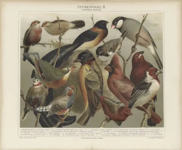 Reproduction Print – Framed Stubenvogel Botanical Lithograph of Birds