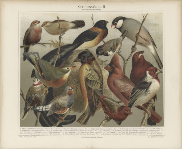 Reproduction Print – Framed Stubenvogel Botanical Lithograph of Birds