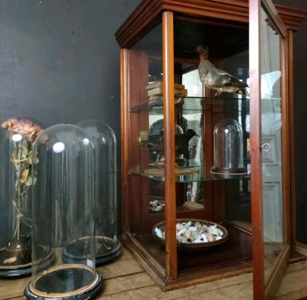 Small Wood And Glass Display Cabinet